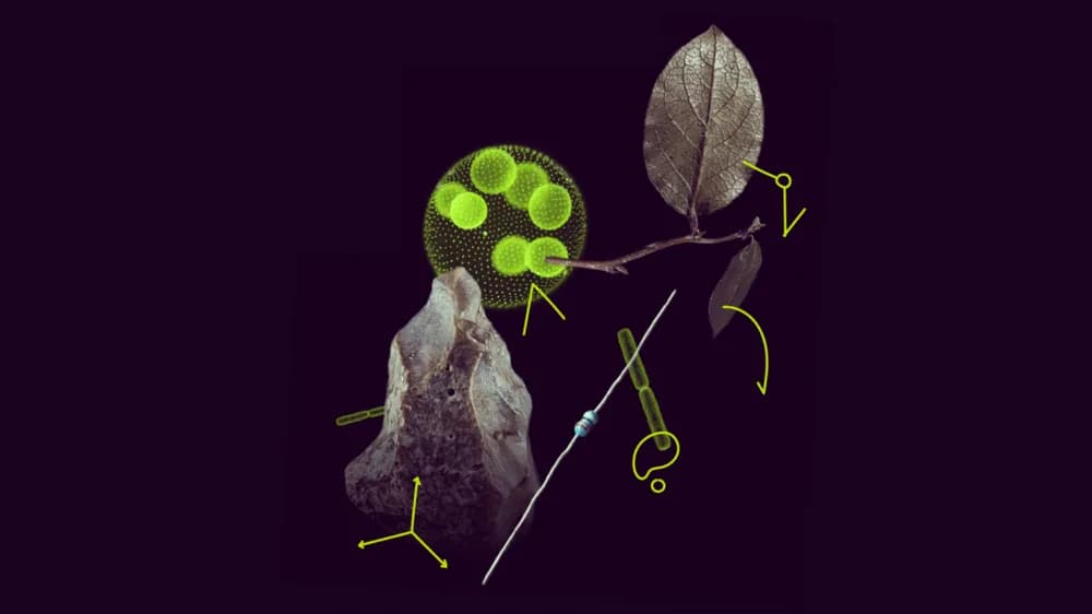 Dark-background collage of a magnified green algal colony, a leaf, a stone tool and laboratory annotations in yellow.